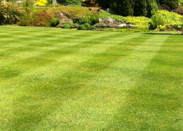 Commercial Grass Cutting in Prattville