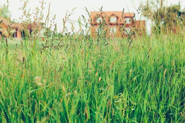 Tall Grass Cutting in Prattville