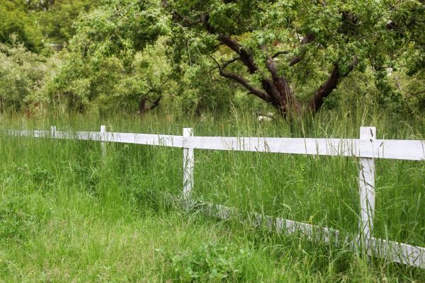 Fence Line Trimming in Prattville